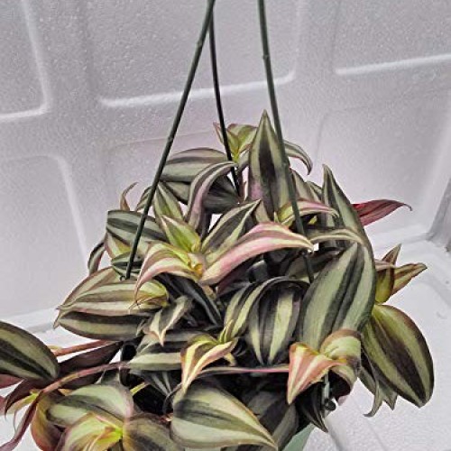 Jmbamboo Purple Wandering Jew - 4 Hanging Pot - Easy to Grow Hous...