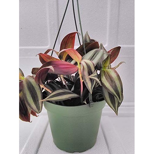 Jmbamboo Purple Wandering Jew - 4 Hanging Pot - Easy to Grow Hous...