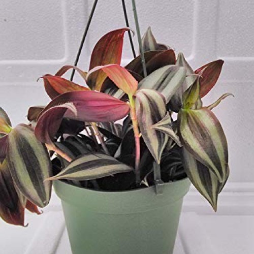Jmbamboo Purple Wandering Jew - 4 Hanging Pot - Easy to Grow Hous...