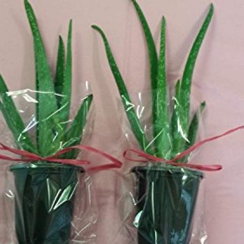 jmbamboo-Two Healthy Strong Aloe Vera-with-moss Plants 8 Inches Ta...