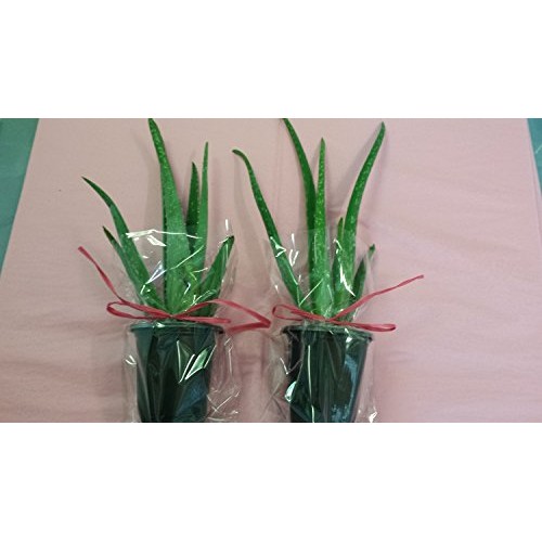 jmbamboo-Two Healthy Strong Aloe Vera-with-moss Plants 8 Inches Ta...
