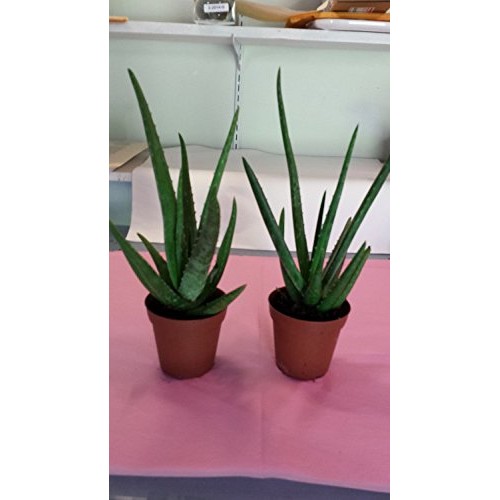 jmbamboo-Two Healthy Strong Aloe Vera-with-moss Plants 8 Inches Ta...