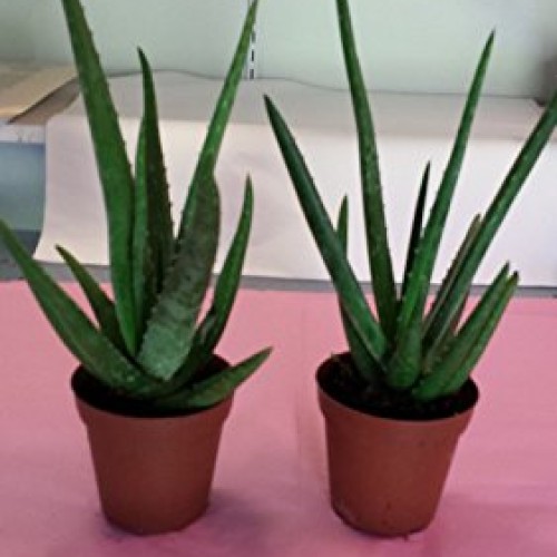 jmbamboo-Two Healthy Strong Aloe Vera-with-moss Plants 8 Inches Ta...