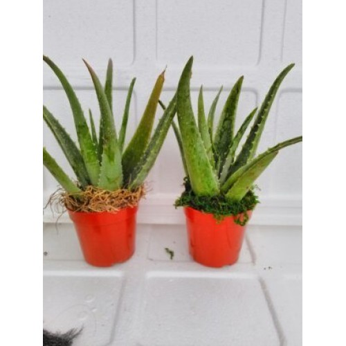 jmbamboo-Two Healthy Strong Aloe Vera-with-moss Plants 8 Inches Ta...
