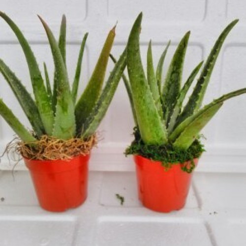 jmbamboo-Two Healthy Strong Aloe Vera-with-moss Plants 8 Inches Ta...