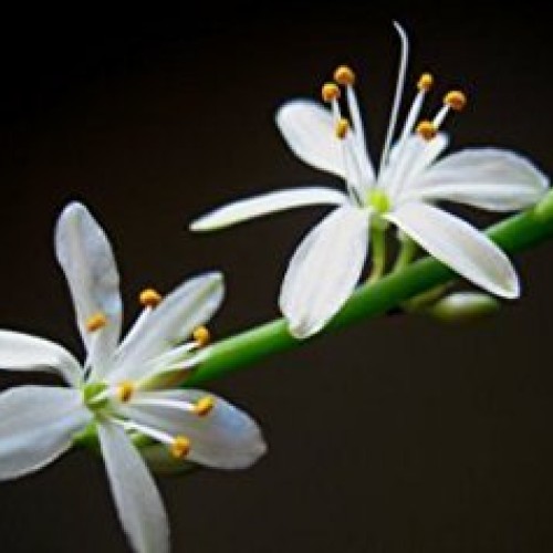 Ocean Spider Plant - Easy to Grow - Cleans The Air - New - 3 Pack
