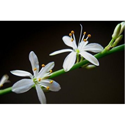 Ocean Spider Plant - Easy to Grow - Cleans The Air - New - 3 Pack