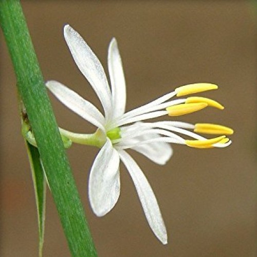 Ocean Spider Plant - Easy to Grow - Cleans The Air - New - 3 Pack