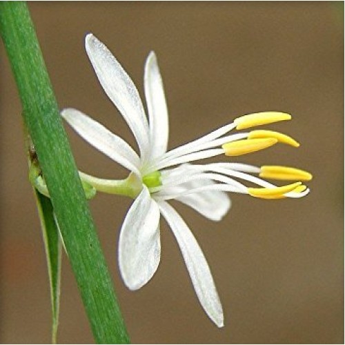 Ocean Spider Plant - Easy to Grow - Cleans The Air - New - 3 Pack