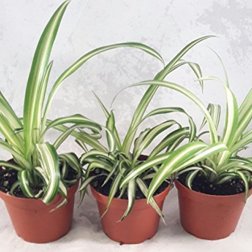 Ocean Spider Plant - Easy to Grow - Cleans The Air - New - 3 Pack