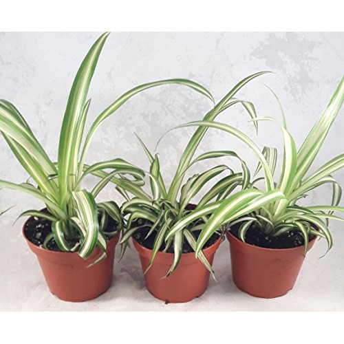 Ocean Spider Plant - Easy to Grow - Cleans The Air - New - 3 Pack