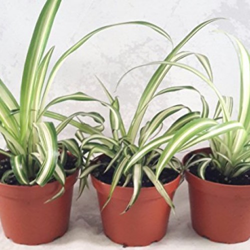 Ocean Spider Plant - Easy to Grow - Cleans The Air - New - 3 Pack