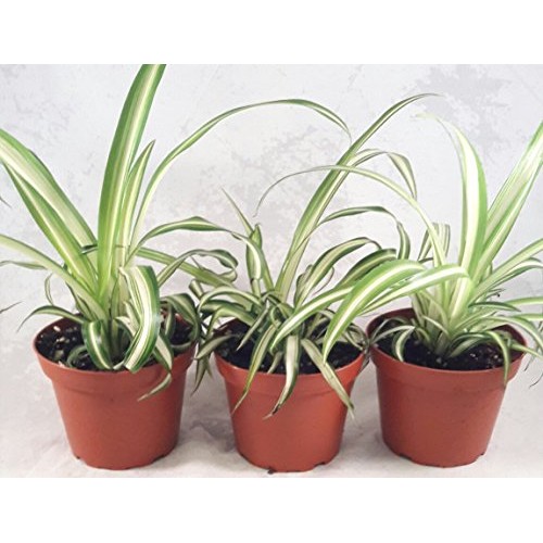 Ocean Spider Plant - Easy to Grow - Cleans The Air - New - 3 Pack