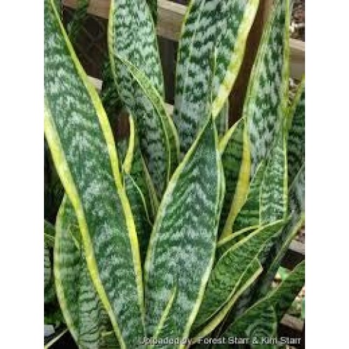 Sansevieria Snake Plant, Black Coral -Impossible to Kill! - 4.5...