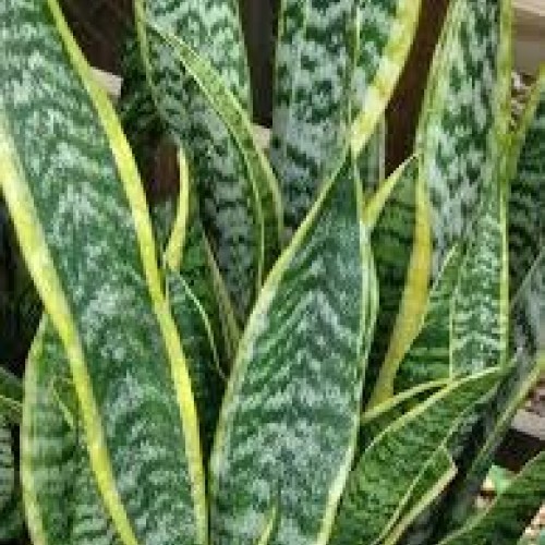 Sansevieria Snake Plant, Black Coral -Impossible to Kill! - 4.5...