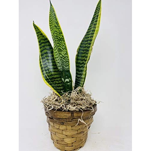 Sansevieria Snake Plant, Black Coral -Impossible to Kill! - 4.5...
