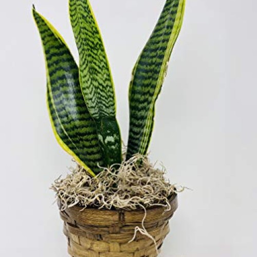 Sansevieria Snake Plant, Black Coral -Impossible to Kill! - 4.5...