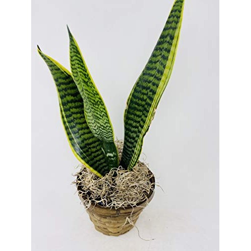 Sansevieria Snake Plant, Black Coral -Impossible to Kill! - 4.5...
