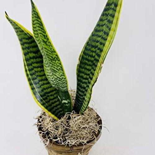 Sansevieria Snake Plant, Black Coral -Impossible to Kill! - 4.5...
