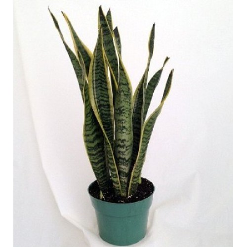 Snake Plant, Mother-In-Laws Tongue - Sanseveria - 8 Pot/unique-f...