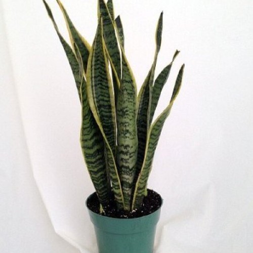 Snake Plant, Mother-In-Laws Tongue - Sanseveria - 8 Pot/unique-f...