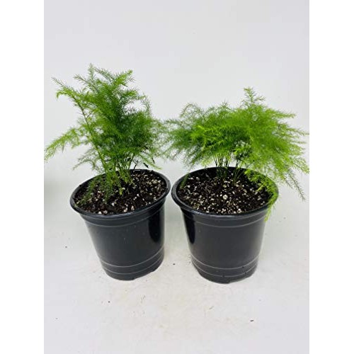Two Fern Leaf Plumosus Asparagus Fern 4.5 Unique Design Pot - Eas...