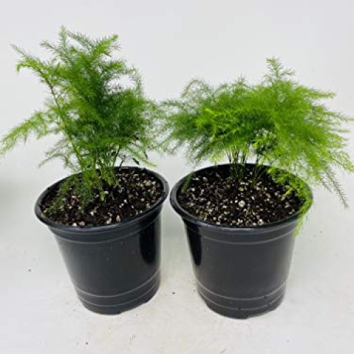 Two Fern Leaf Plumosus Asparagus Fern 4.5 Unique Design Pot - Eas...