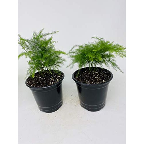 Two Fern Leaf Plumosus Asparagus Fern 4.5 Unique Design Pot - Eas...