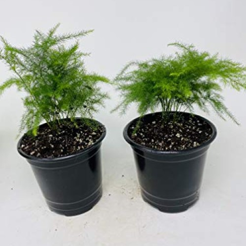 Two Fern Leaf Plumosus Asparagus Fern 4.5 Unique Design Pot - Eas...