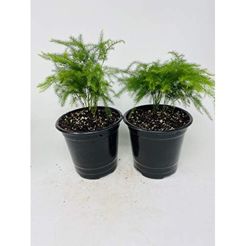 Two Fern Leaf Plumosus Asparagus Fern 4.5 Unique Design Pot - Eas...