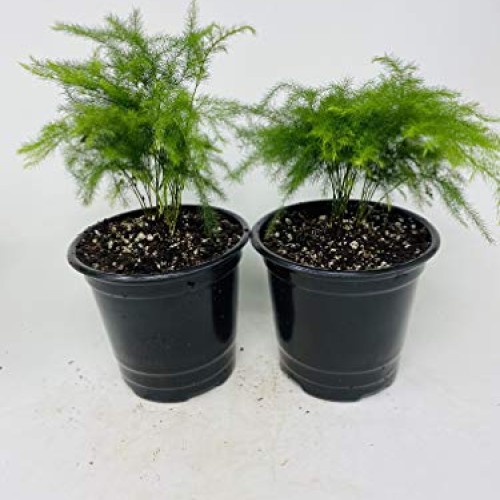 Two Fern Leaf Plumosus Asparagus Fern 4.5 Unique Design Pot - Eas...