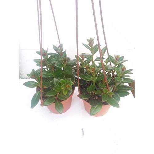 Two Goldfish Plant - 4 Hanging Basket - Blooms Constantly