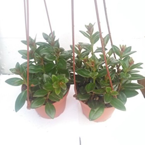 Two Goldfish Plant - 4 Hanging Basket - Blooms Constantly