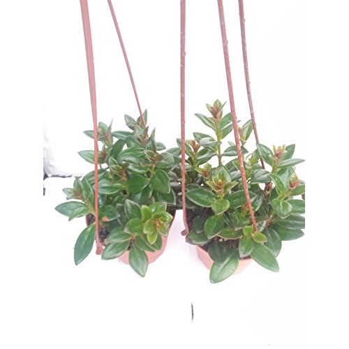 Two Goldfish Plant - 4 Hanging Basket - Blooms Constantly