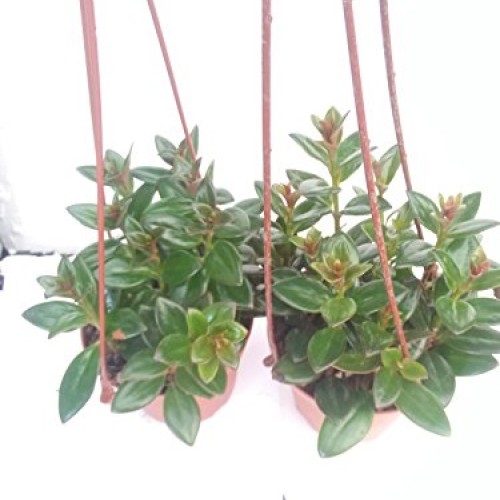 Two Goldfish Plant - 4 Hanging Basket - Blooms Constantly
