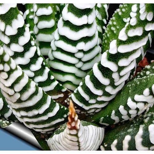 Zebra Haworthia Plant - Easy to grow/Hard to kill! - 3 Pot -uniqu...