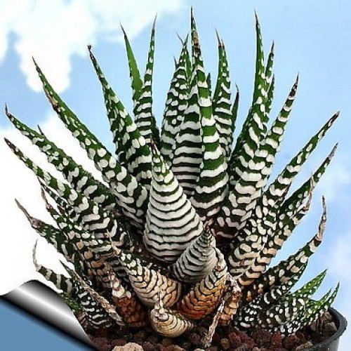 Zebra Haworthia Plant - Easy to grow/Hard to kill! - 3 Pot -uniqu...
