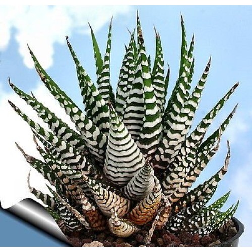 Zebra Haworthia Plant - Easy to grow/Hard to kill! - 3 Pot -uniqu...