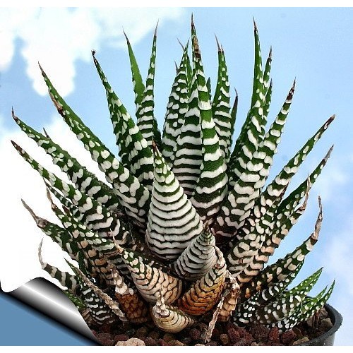 Zebra Haworthia Plant - Easy to grow/Hard to kill! - 3 Pot -uniqu...