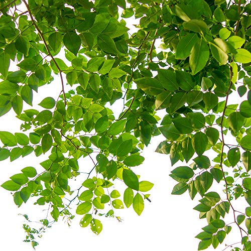 Jobes 01000 1000 Tree Fertilizer Spikes 16-4-4, 5, natrual