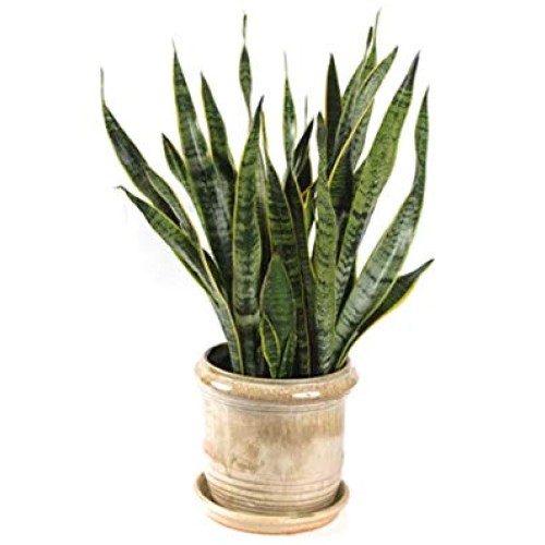Snake Plant - with 6 inch Pot