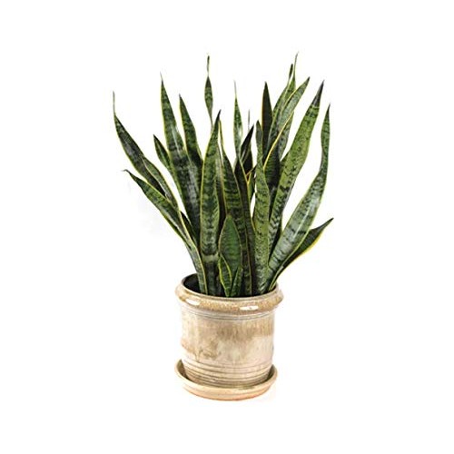 Snake Plant - with 6 inch Pot
