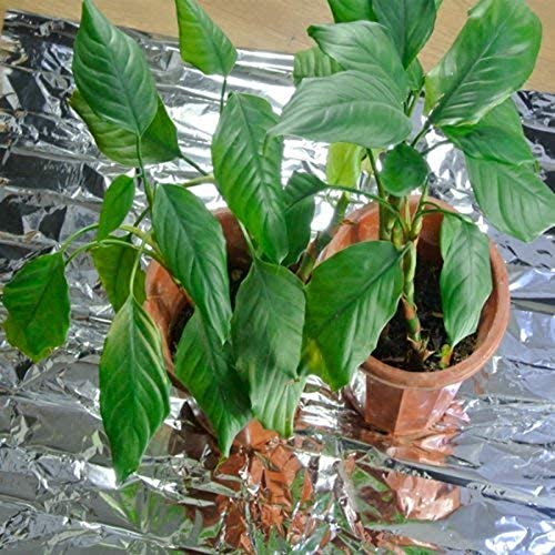 JVSISM 2PCS Reflective Mylar Film Garden Greenhouse Covering Foil ...