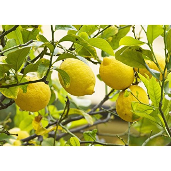 Green Lemon Seeds Organic Lemon Fruit Tree 20 Seeds for Planting Indoor/Outdoor