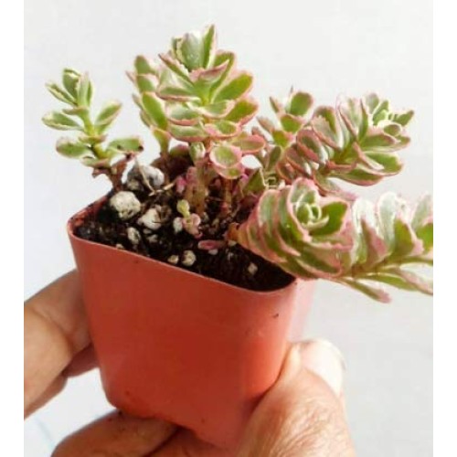 Plant Tricolor Sedum Spurium Succulent Variegated Stonecrop Succul...