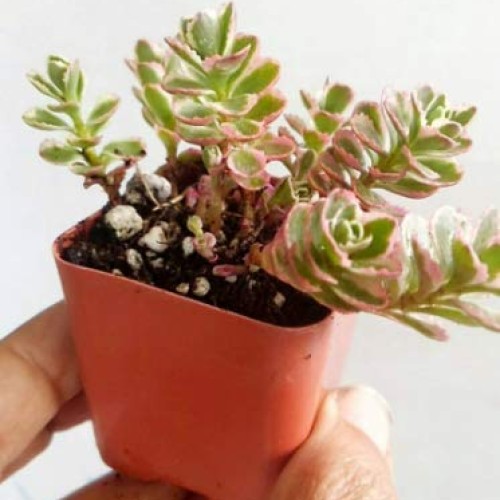 Plant Tricolor Sedum Spurium Succulent Variegated Stonecrop Succul...
