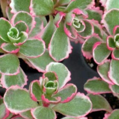 Plant Tricolor Sedum Spurium Succulent Variegated Stonecrop Succul...