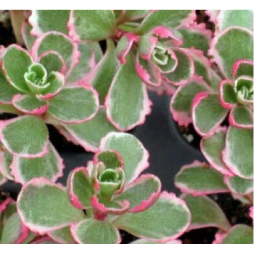 Plant Tricolor Sedum Spurium Succulent Variegated Stonecrop Succul...