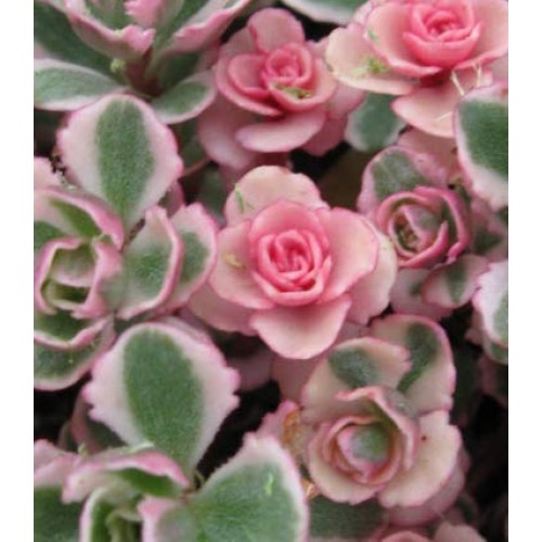 Plant Tricolor Sedum Spurium Succulent Variegated Stonecrop Succul...