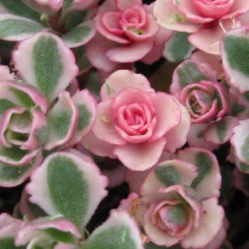 Plant Tricolor Sedum Spurium Succulent Variegated Stonecrop Succul...